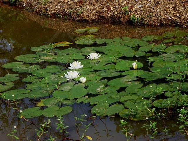 water lily