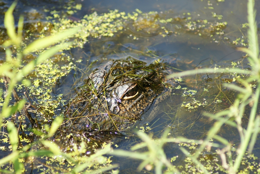 alligator, brick pond park, wetland, stormwater, reptiles