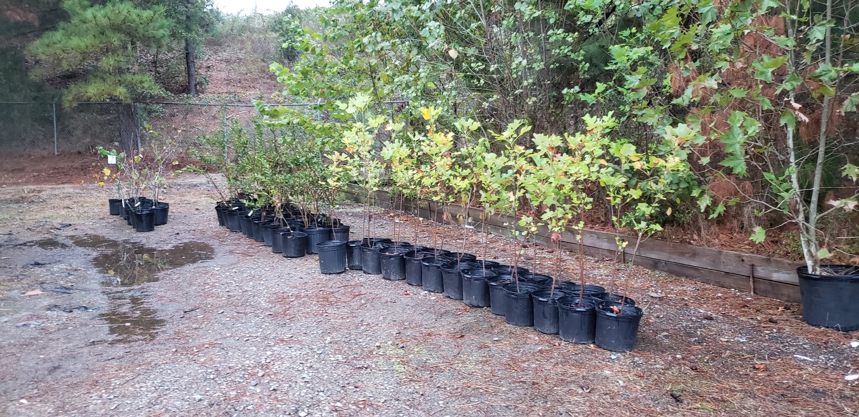 row of trees ready to be planted